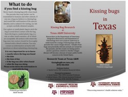 Click to download brochure about the Kissing Bug published by Texas A&M University.